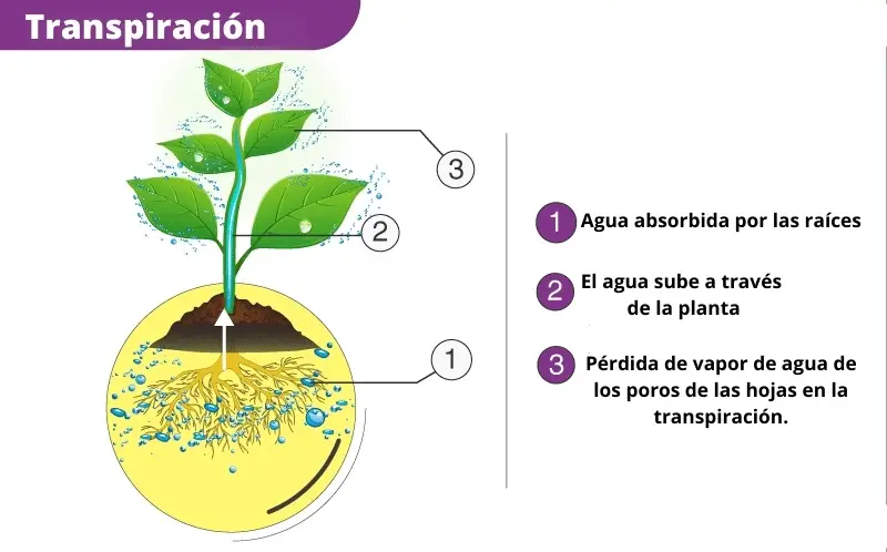 Transpiración en plantas
