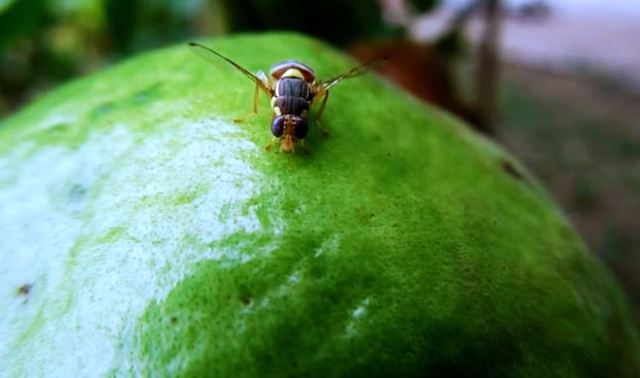 mosca de la fruta (Bactrocera correcta)