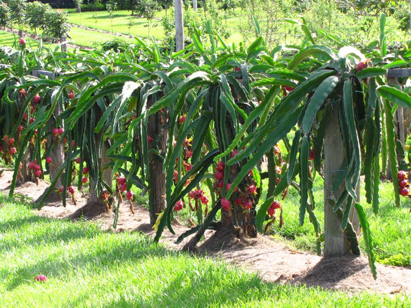 plantas de pitahaya sostenidas sobre troncos