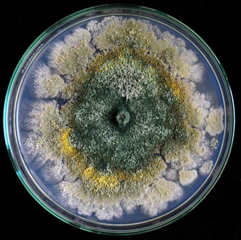 Hongos Trichoderma que crecen en una placa de Petri. Vista de arriba hacia abajo con un fondo negro.