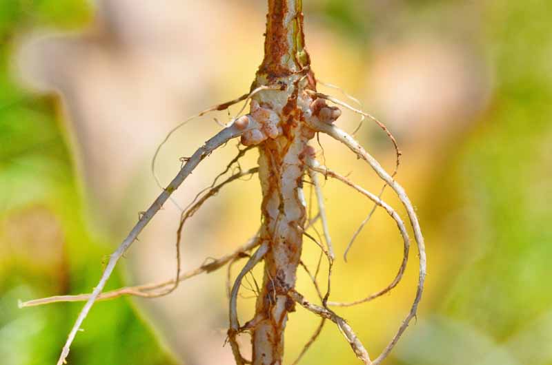 Rizobacterias promotoras del crecimiento de plantas que crecen en nódulos en una raíz de guisante.