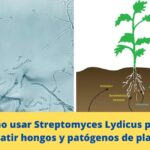 Cómo usar Streptomyces Lydicus para combatir hongos y patógenos de plantas