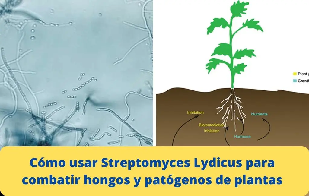 Cómo usar Streptomyces Lydicus para combatir hongos y patógenos de plantas