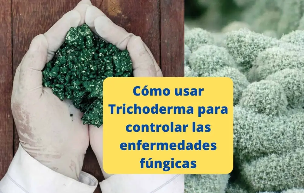 Cómo usar Trichoderma para controlar las enfermedades fúngicas