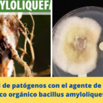 Control de patógenos con el agente de control biológico orgánico bacillus amyloliquefaciens