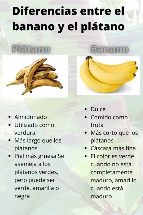 Diferencias entre el banano y el plátano
