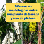 Diferencias morfológicas entre una planta de banana (guineo) y una de plátano