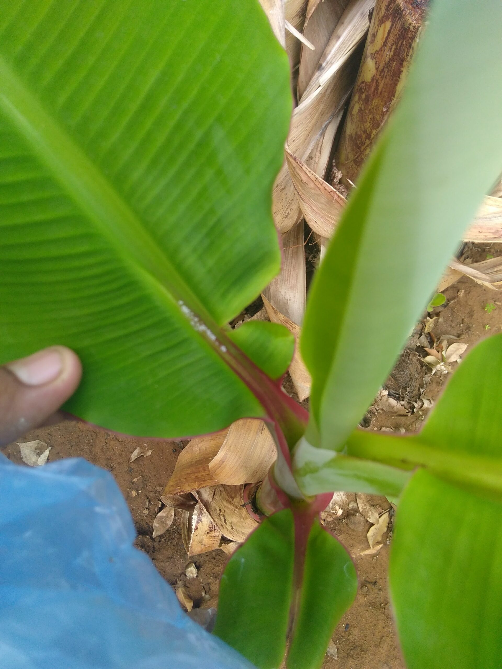 Hojas de la planta de banano