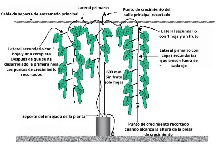 sistema de paraguas de pepinos en invernaderos
