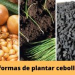 3 formas de sembrar cebollas