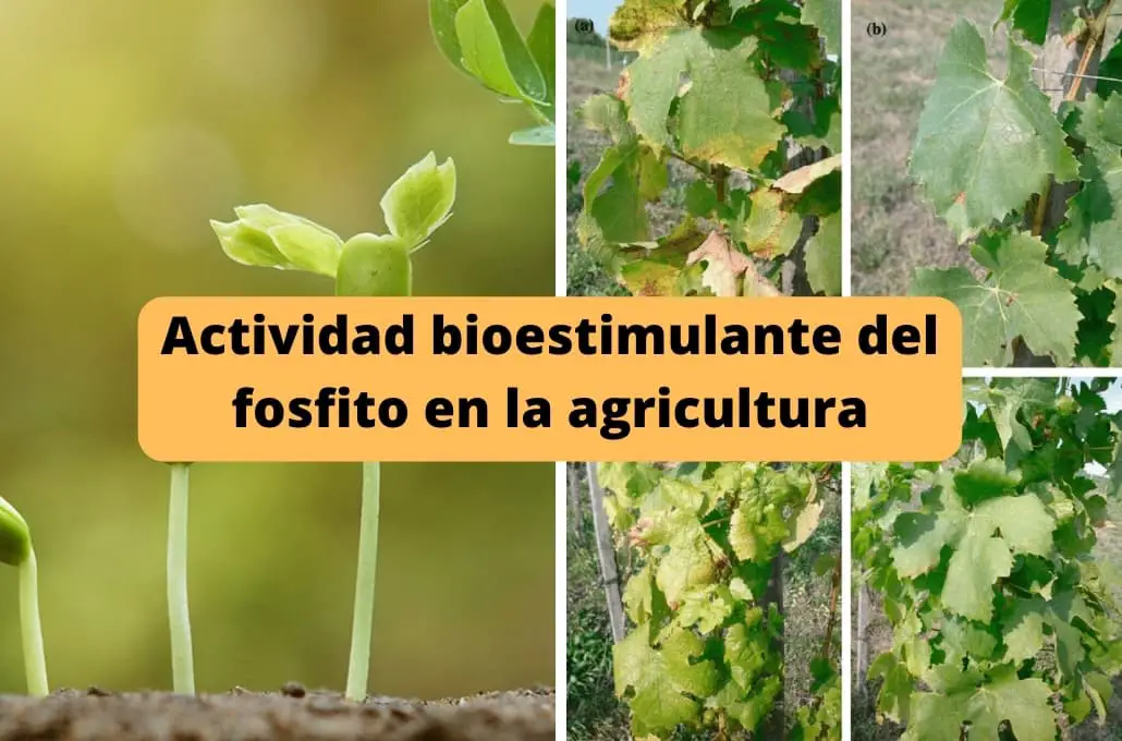 Actividad bioestimulante del fosfito en la agricultura