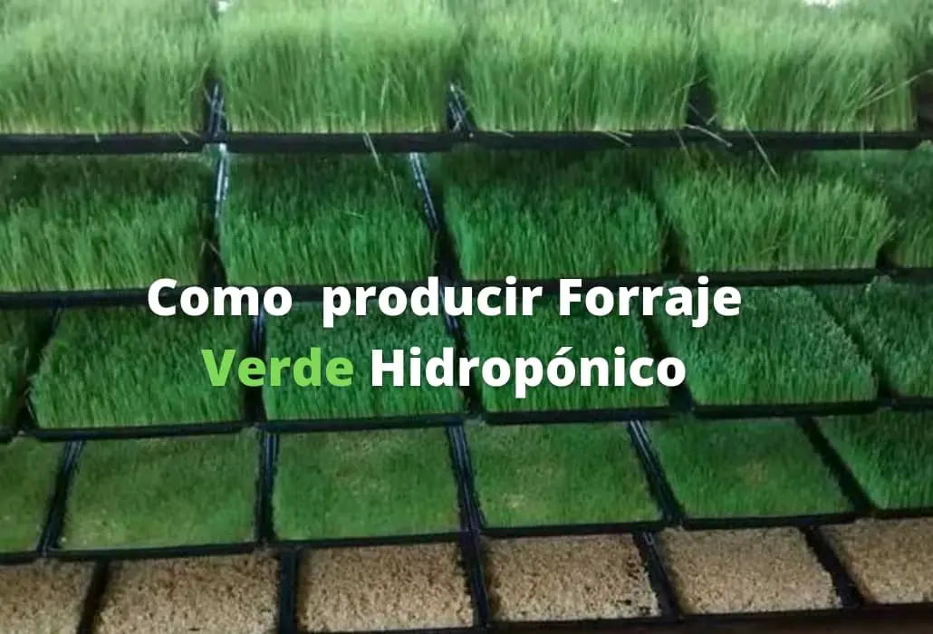 Como producir Forraje Verde Hidropónico y Beneficios