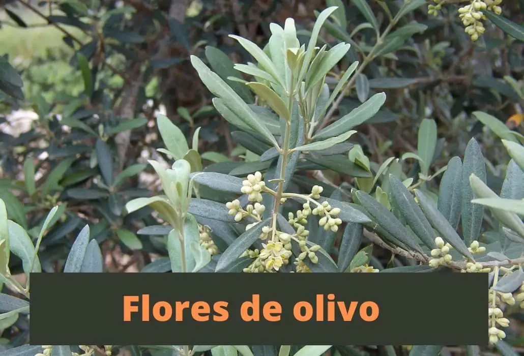 Flores de olivo - aspecto, floración, crecimiento, enfermedades