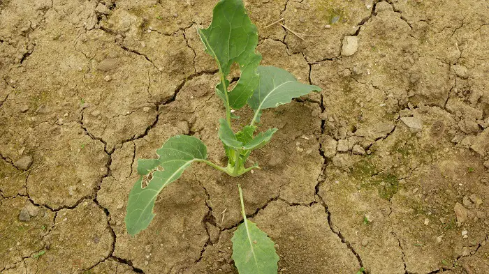 California advierte a los agricultores sobre los cortes de agua a medida que se avecina un verano caluroso y seco