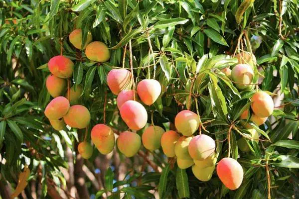 árbol de mango con frutas