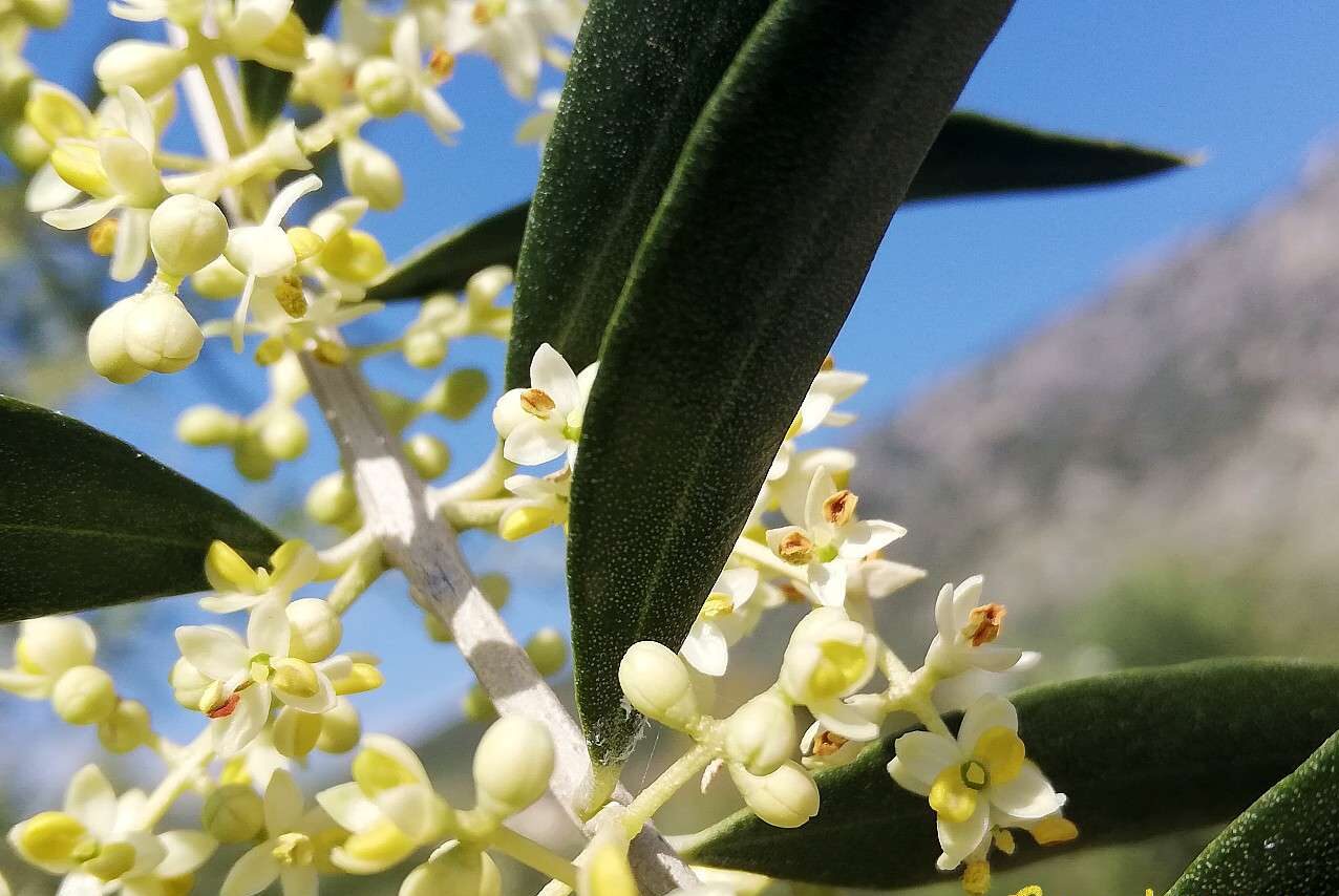 flores de olivo - aspecto