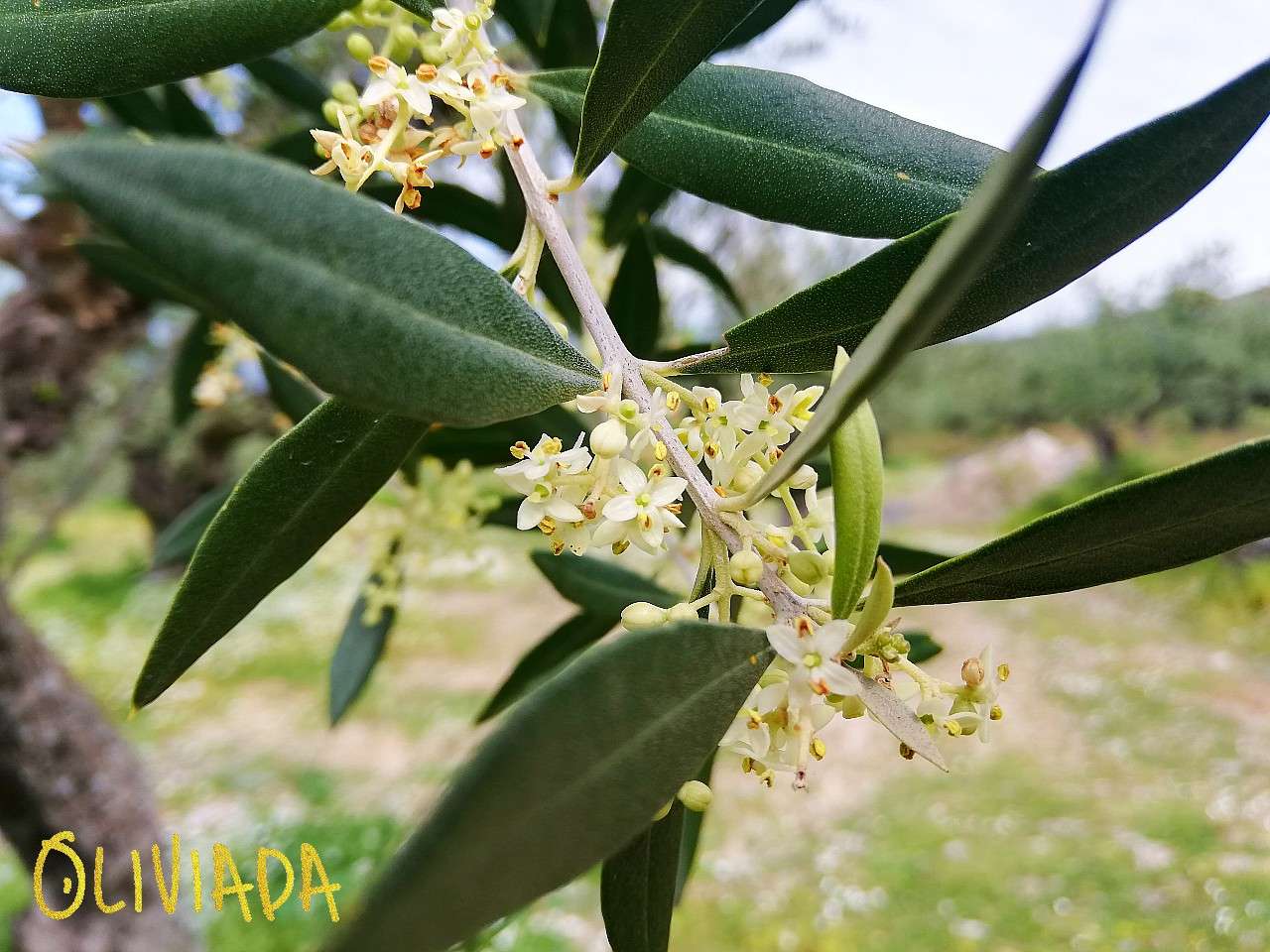 flores de olivo - floreciendo en primavera