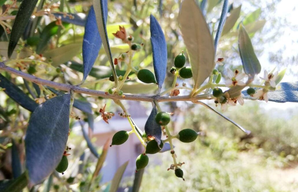 fruto del olivo después de la floración