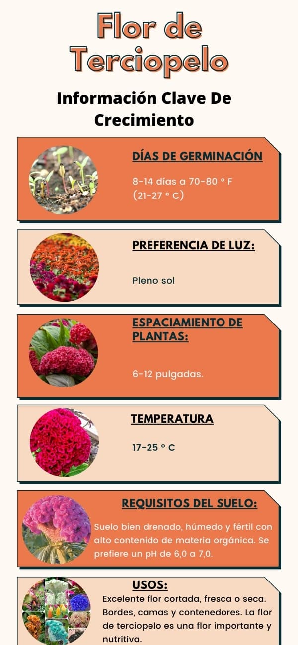infografía : Flor de Terciopelo