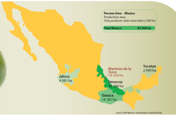 Estados de México productores de limón persa