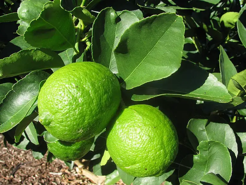 limón Persa (Citrus latifolia)
