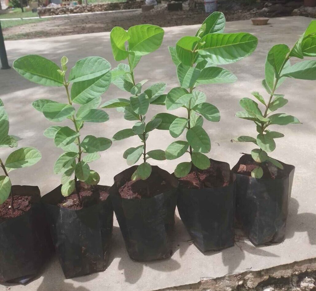 plantas de guayabas en macetas listas para trasplante