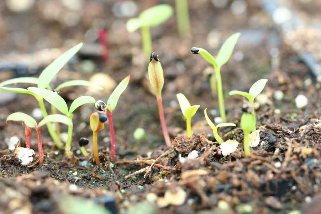 semillas de flor terciopelo germinando