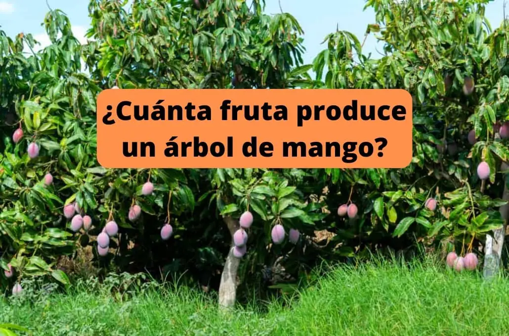 ¿Cuánta fruta produce un árbol de mango por temporada?