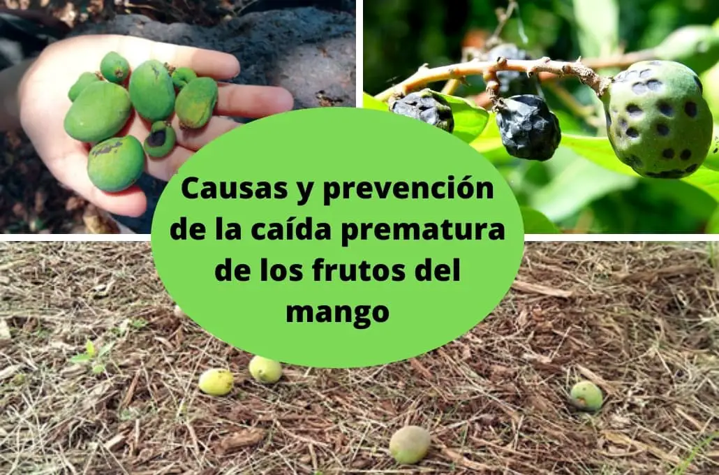 Causas de la caída prematura de los frutos del mango