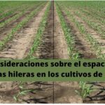 Consideraciones sobre el espaciado de las hileras en los cultivos de maíz