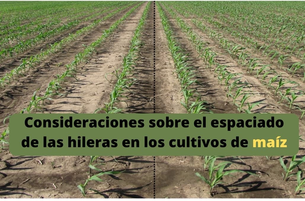 Consideraciones sobre el espaciado de las hileras en los cultivos de maíz