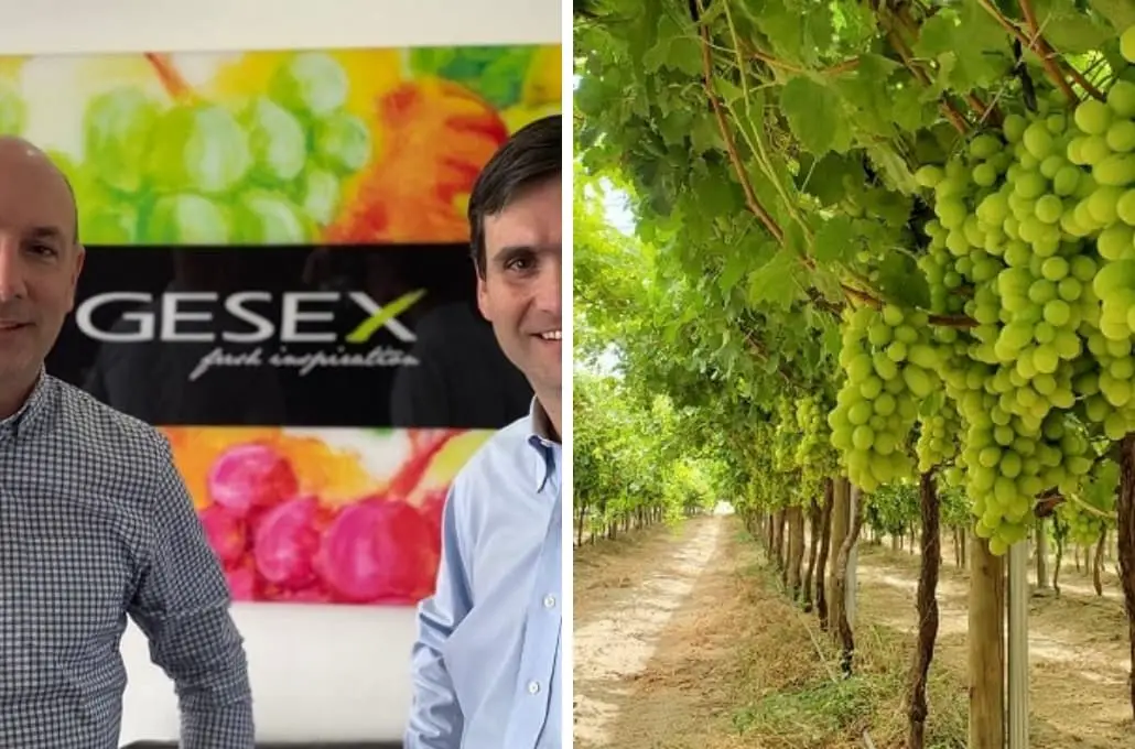 GESEX y PURA FRUIT forman alianza y se convierten en uno de los mayores exportadores de uva de mesa del Perú