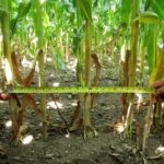 Manejo para mayores poblaciones de plantas de maíz