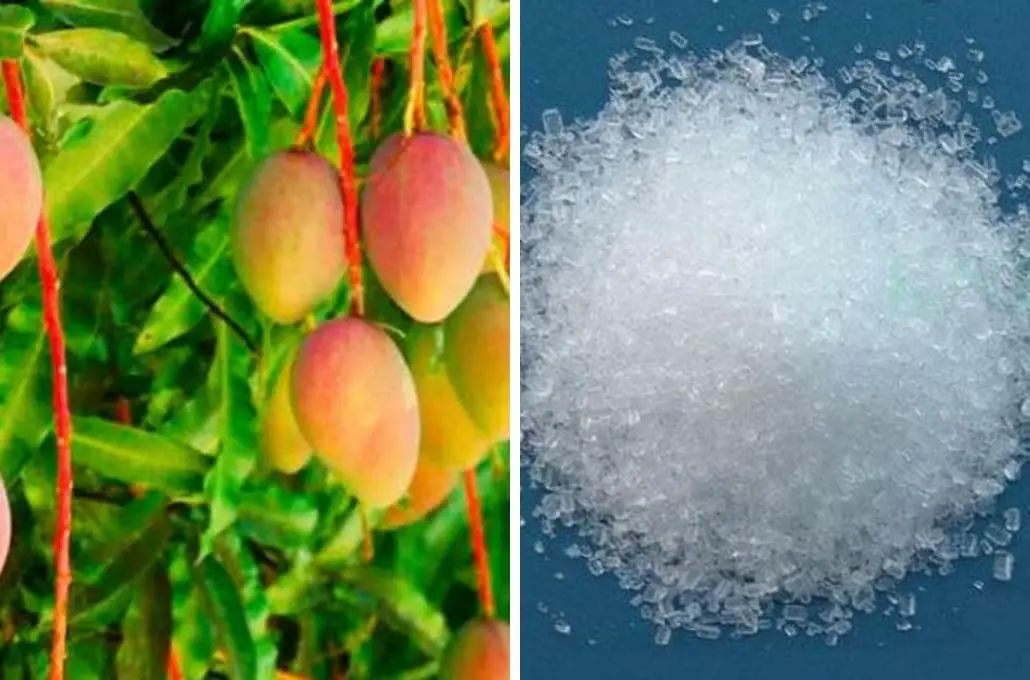 Nitrato de calcio para promover la floración del mango
