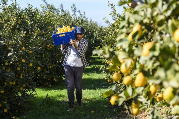 España prevé una cuarta parte de la producción de limón en 2021-22