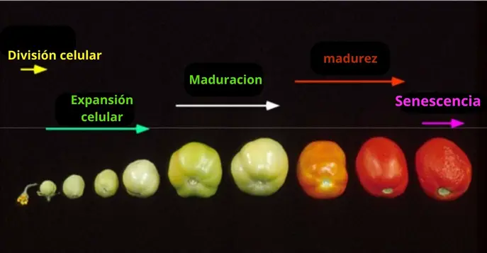 Senescencia de una fruta tomate