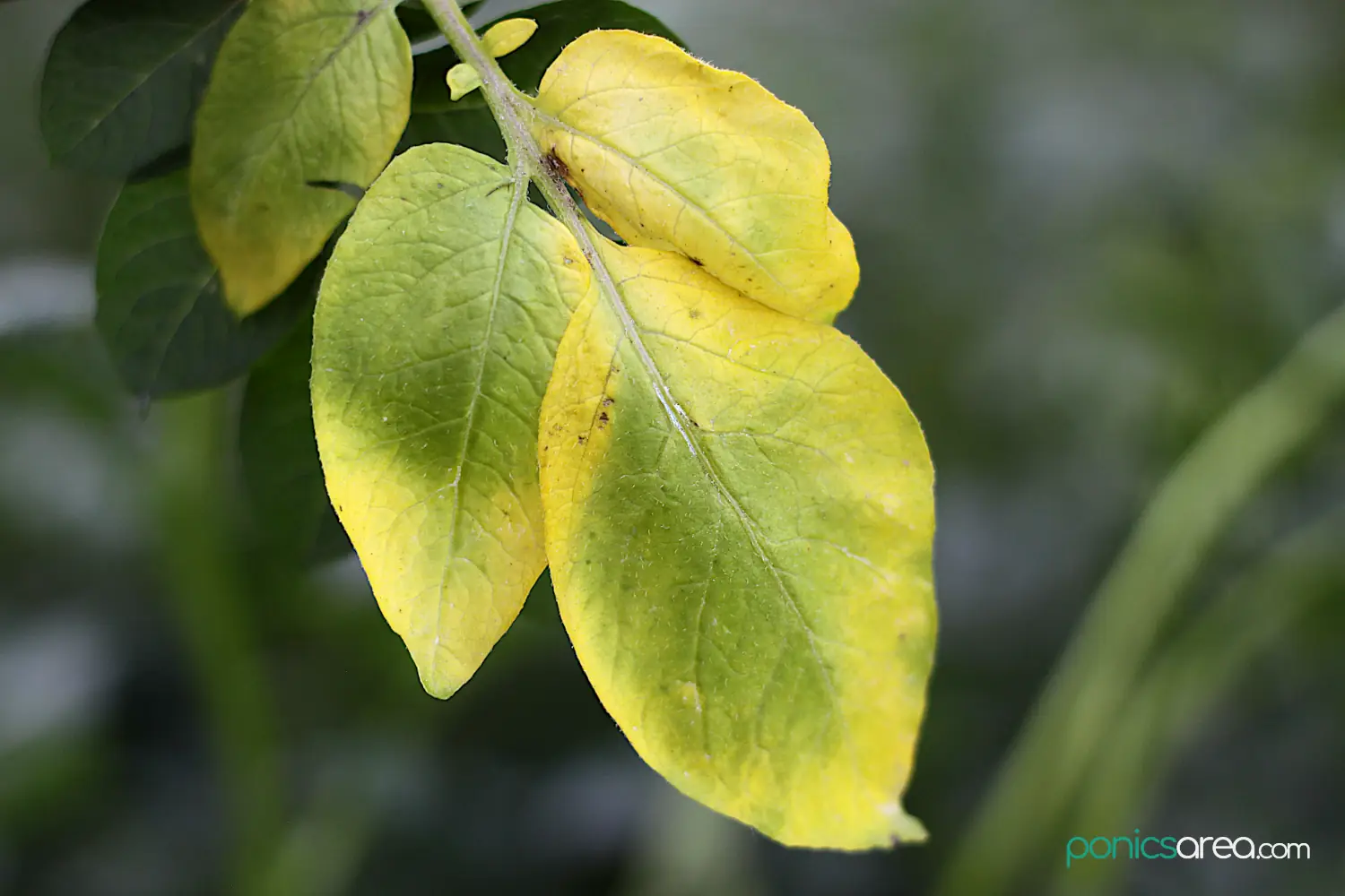 hojas amarillas en la planta de papa