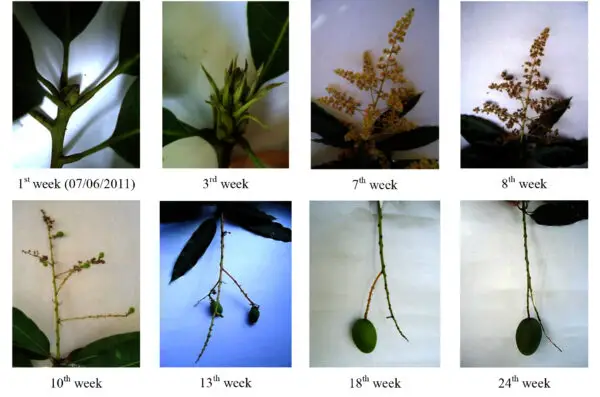 etapas de floracion del mango