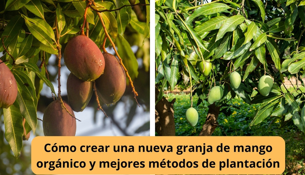 Cómo crear una nueva granja de mango orgánico y mejores métodos de plantación