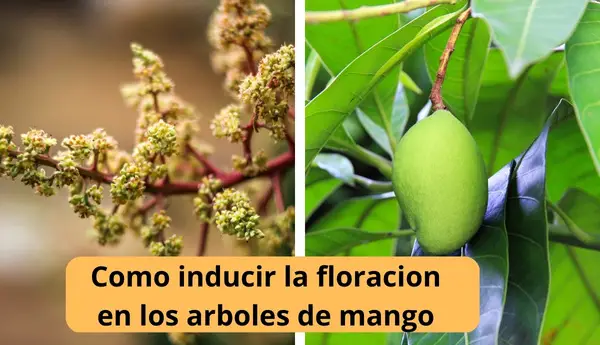 Como inducir la floracion en los arboles de mango