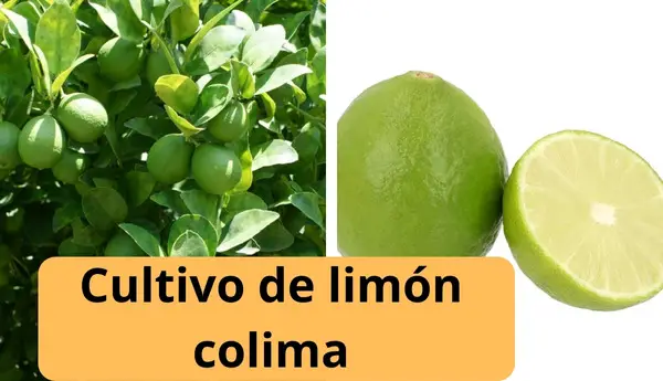 Cultivo de limón colima