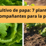 Cultivo de papa: 7 plantas acompañantes para la papa