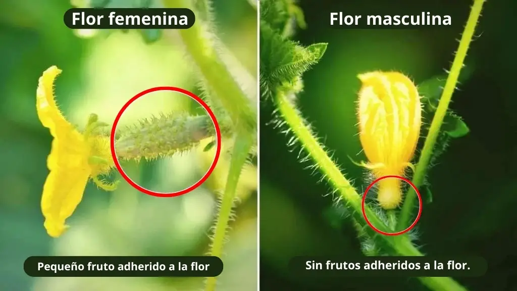 ¿Cuál es la diferencia entre las flores masculinas y femeninas del pepino?