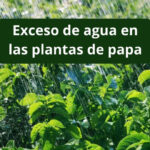 Exceso de agua en las plantas de papa