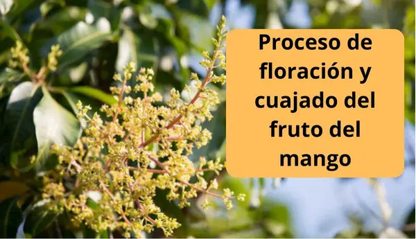 Proceso de floración y cuajado del fruto del mango
