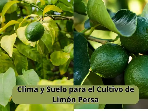 Clima y Suelo para el Cultivo de Limón Persa