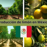 Producción de limón en México