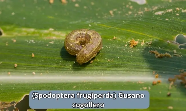 (Spodoptera frugiperda) Gusano cogollero