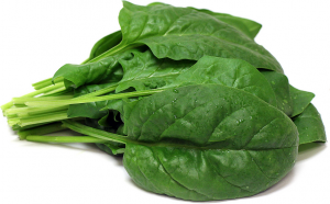 Hydroponics Europe Spinach